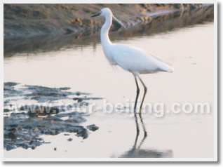 Beijing Beidaihe 3 Day Bird Watching Tour